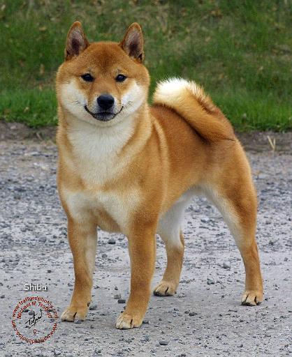Shiba 9T075D-028.JPG